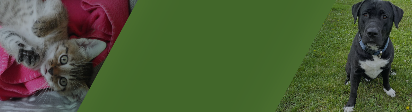 © drunomics Gmbh Sonnenhof banner with a cat and a dog